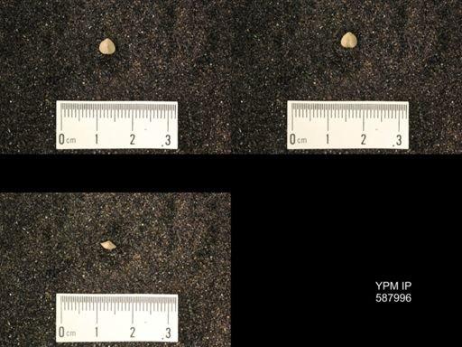 Zygospira modesta