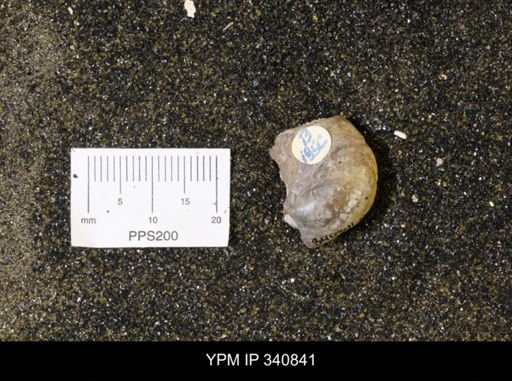 Inoceramus sp.