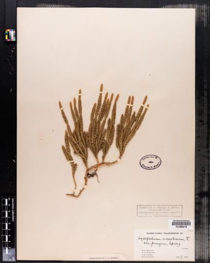 Lycopodium annotinum