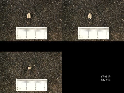 Bilobites biloba