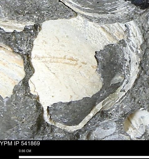 Limopsis striatopunctatus