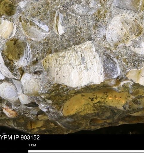 undet. Mollusca