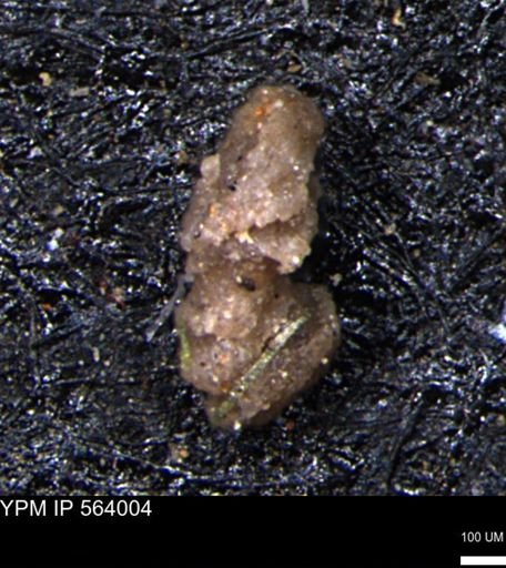 Ammobaculites euides