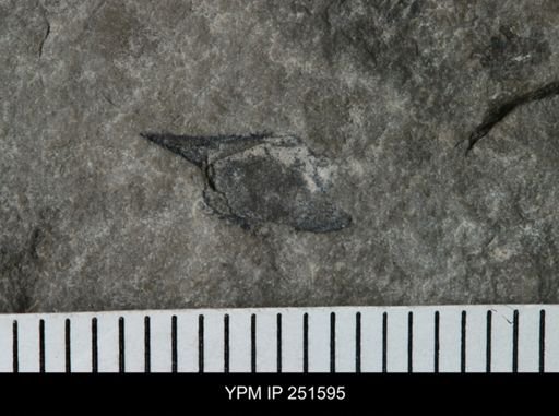 Eurypterida?