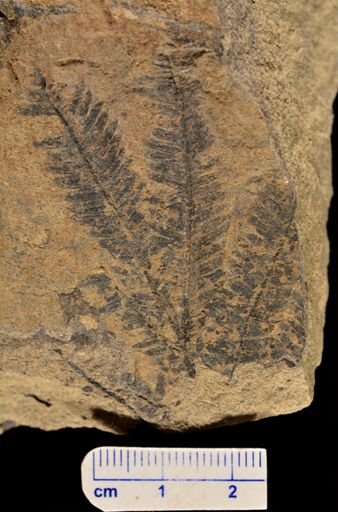 Calcaropteris boeselii
