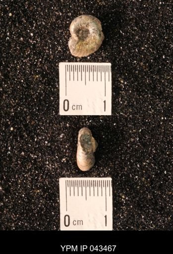 Hoploscaphites nicolletii