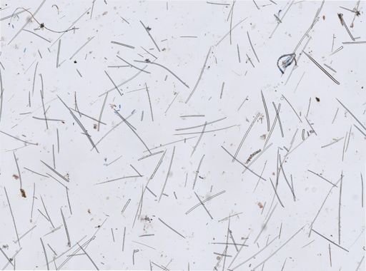 Ciocalypta gibbsi