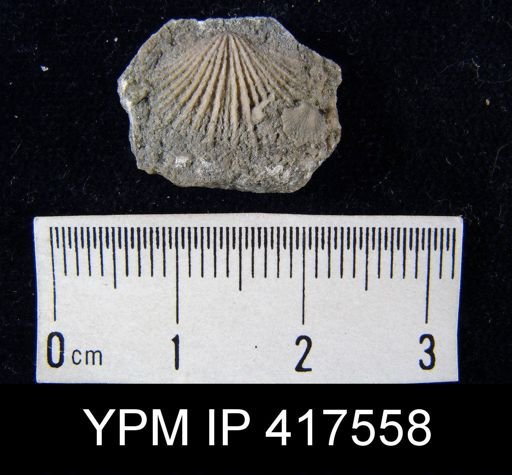 Hebertella fausta