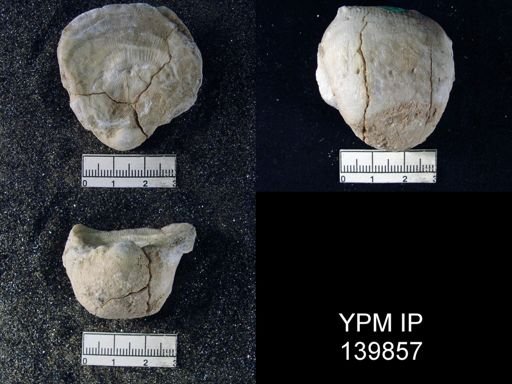 Productus (Linoproductus) lineatus