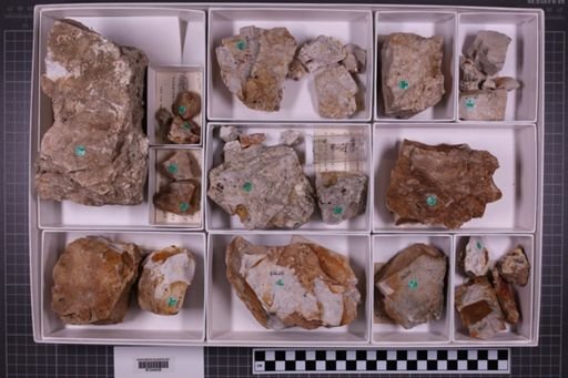 mixed taxa, stratigraphic collection