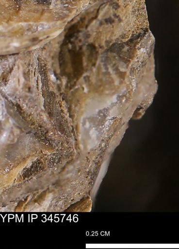 undet. Mollusca