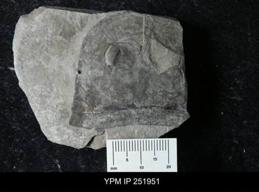 Eurypterus sp.