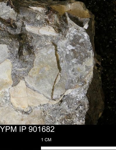 Inoceramus sp.