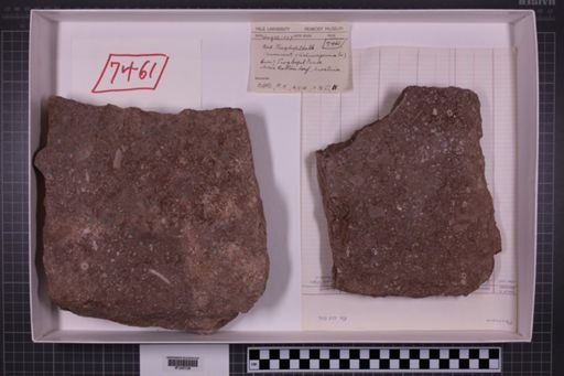 mixed taxa, stratigraphic collection