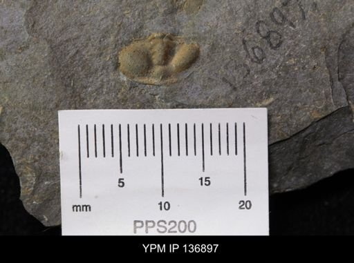 Ctenocephalus maltheus