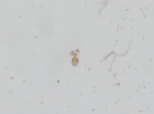 Somatogyrus obtusus