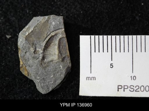 Ctenocephalus maltheus