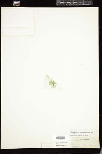 Cladophora membranacea