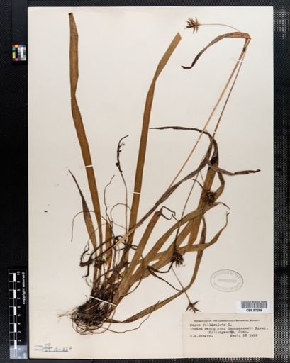 Carex folliculata