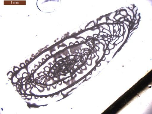 Triticites powwowensis