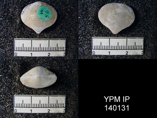Athyris capillata