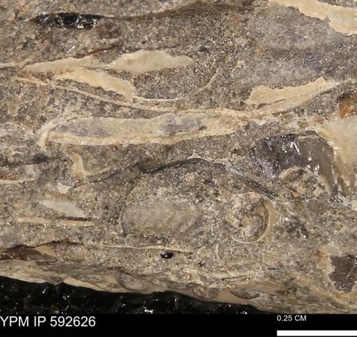 undet. Mollusca