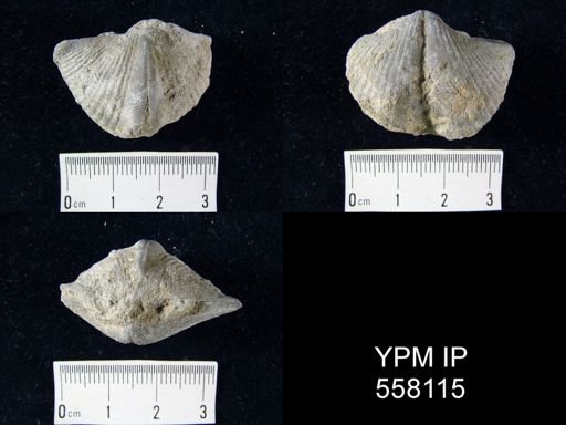 Spinocyrtia granulosa