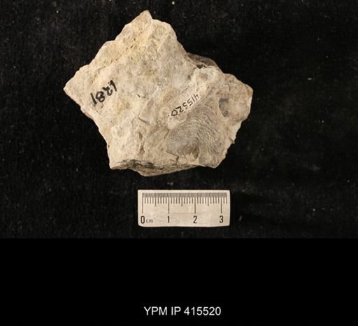 Strophomena fluctuosa