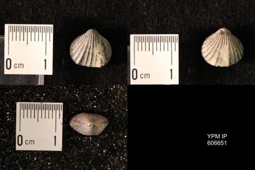 Rhynchotrema janeum