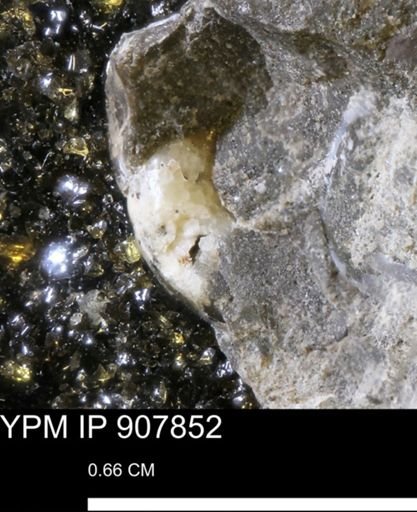 undet. Scaphitidae
