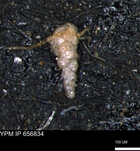 Verneuilinoides kansasensis
