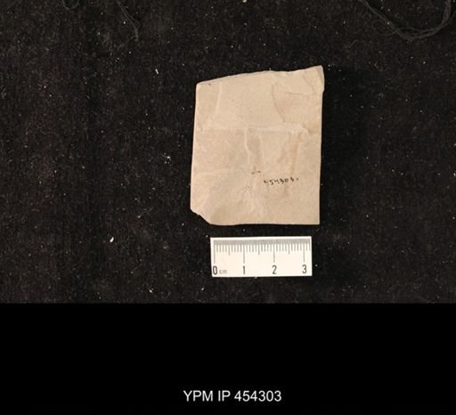 undet. Hymenoptera