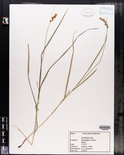 Carex projecta