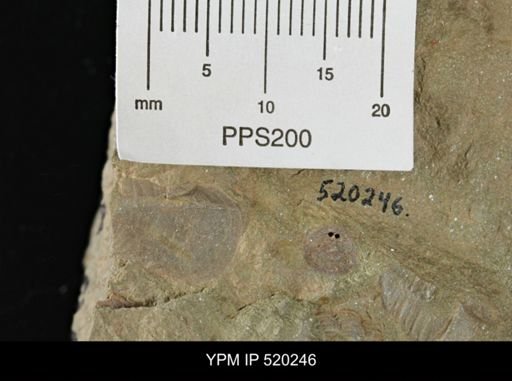undet. Hyolithida
