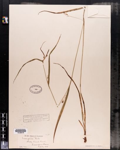 Carex amphibola