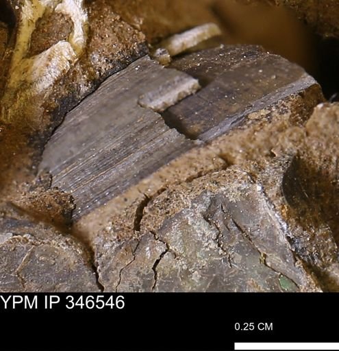 Limopsis striatopunctatus