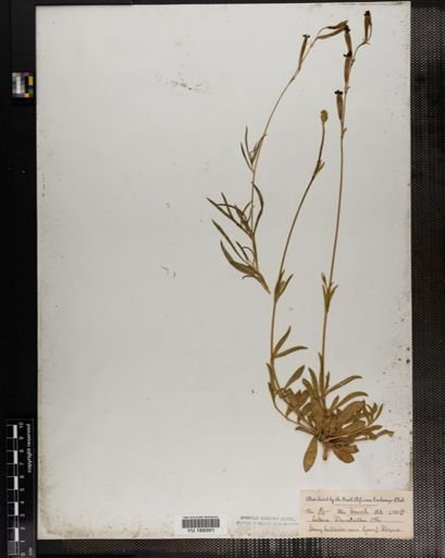 Plantae