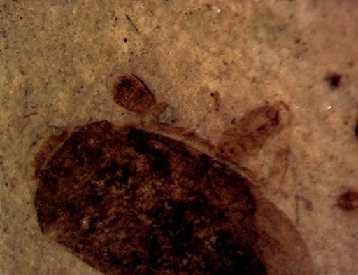 Collembola?