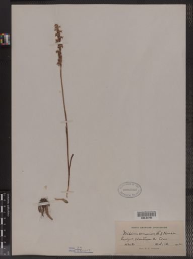 Ibidium cernuum