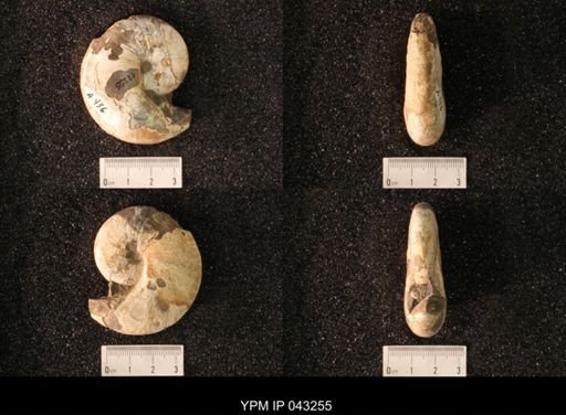 Hoploscaphites nicolletii