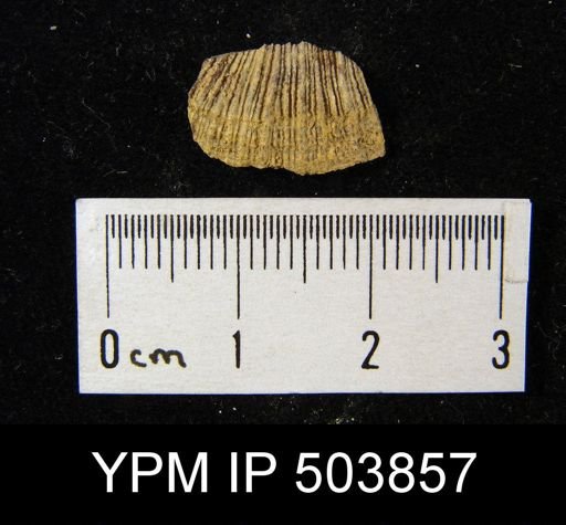 undet. Brachiopoda