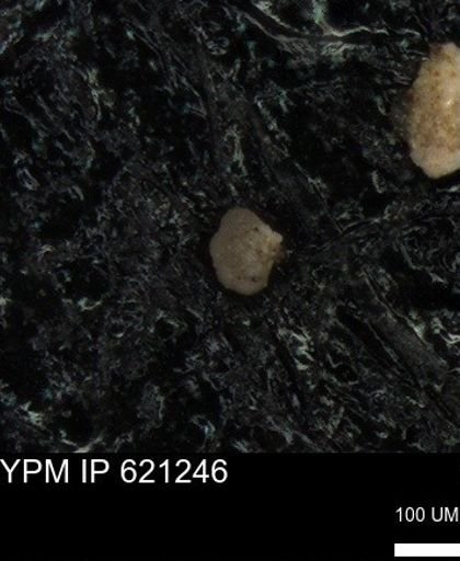 undet. Foraminiferida