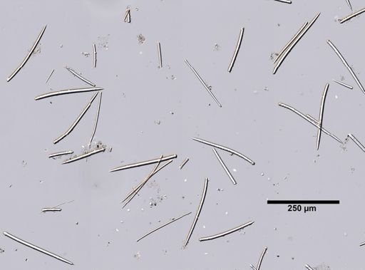 Iophon nigricans