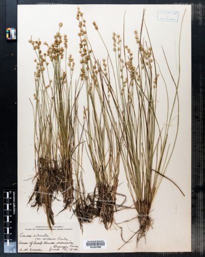 Carex echinata echinata
