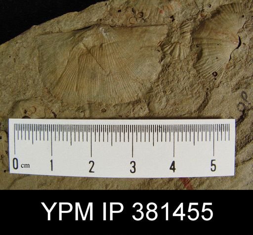 Strophodonta sp.