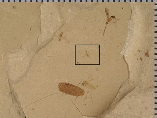 undet. Diptera