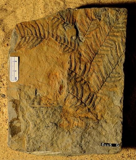 Pecopteris plumosa