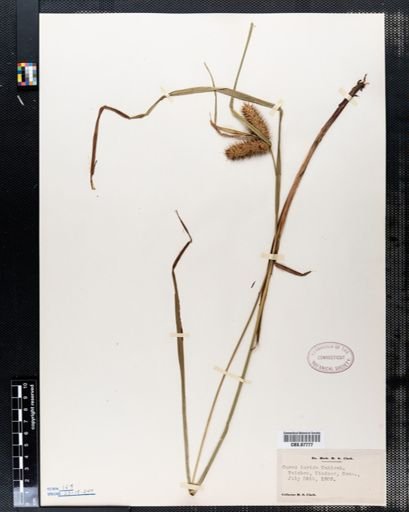 Carex lurida