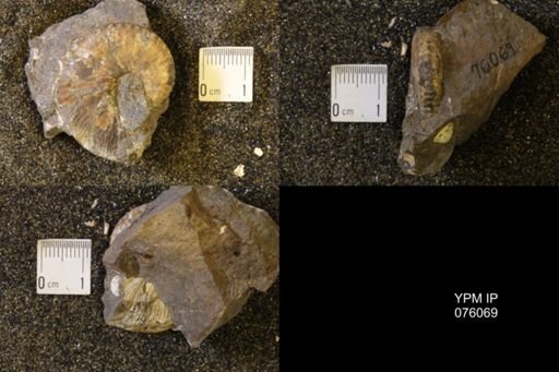 Hoploscaphites birkelundi
