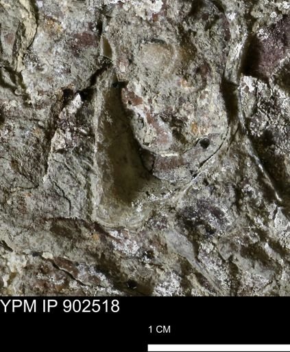 undet. Mollusca
